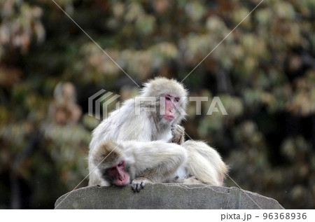 ニホンザル ニホンザル 96368936
