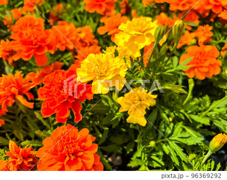 マリーゴールドの花畑にて マリーゴールドの花畑にて 96369292