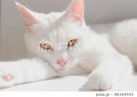 Portrait of purebred white cat with yellow eyes. Japanese Bobtail cat lies on white surface and looks directly into camera. 96369495