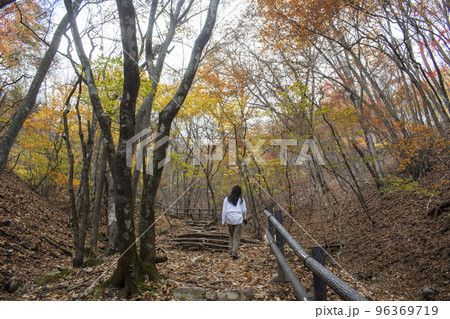 紅葉の色づき始めた山を歩く女性と犬 紅葉の色づき始めた山を歩く女性と犬 96369719