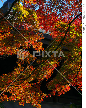 鮮やかに輝く紅葉 96369933