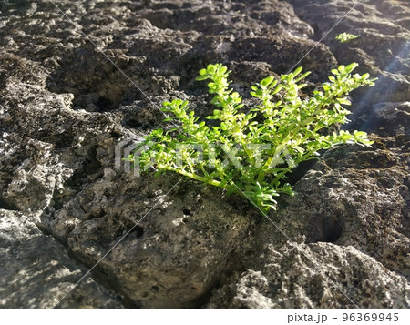 岩に苔 96369945