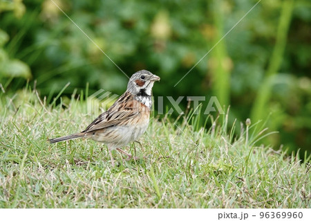 草原を歩いている一羽のホオアカの写真 96369960