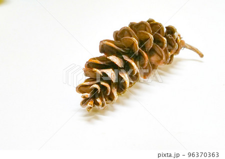 写真　物撮り　アメリカ五葉マツのストローブマツ　リスの好きなストローブマツ 96370363