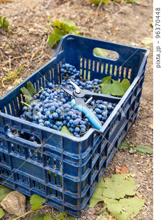 Grapes in plastic crate during grape harvest in South Italy, Puglia 96370448