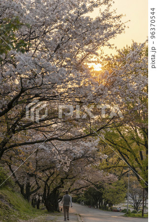 公園の桜並木に夕日が係る黄昏時の風景 96370544