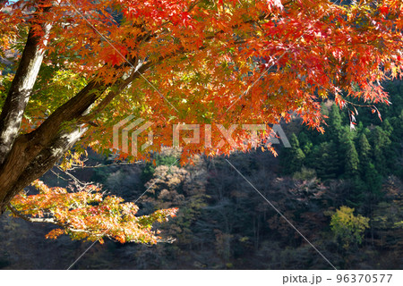 西荒川ダム湖 西荒川ダム湖 96370577