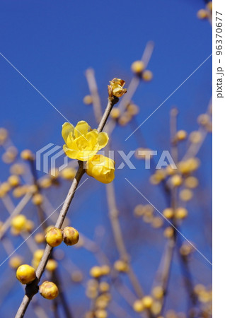 透き通るような黄色の花　花(1月)ソシンロウバイ(素心蝋梅)42V3.4 96370677