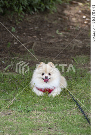 公園で木の木陰で休憩するペットの愛犬 公園で木の木陰で休憩するペットの愛犬 96370841