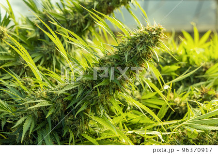 Blooming ripe Marijuana with Buds and green Leaves. Cannabis Sativa Female Plants with CBD 96370917