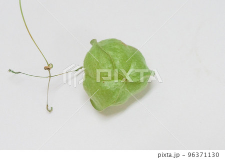 写真　物撮り　植物　風船のようなフウセンカズラ　ハートの種子が入っている 96371130