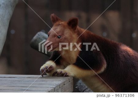 セスジキノボリカンガルー セスジキノボリカンガルー 96371306