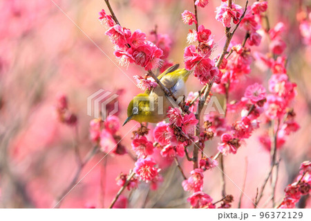 梅の花とメジロ 96372129