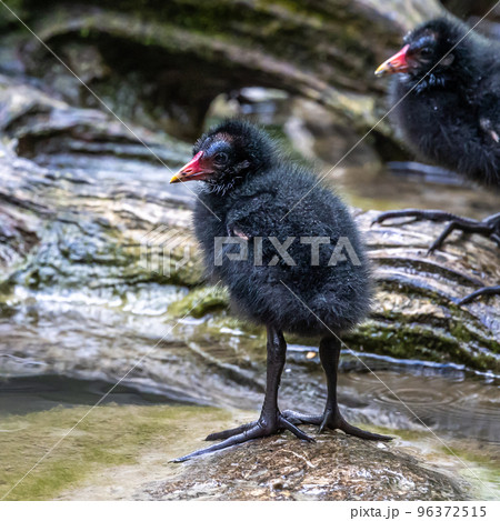 Little Common moorhen baby, Gallinula chloropus also known as the waterhen Little Common moorhen baby, Gallinula chloropus also known as the waterhen 96372515