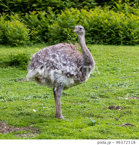 Darwin's rhea, Rhea pennata also known as the lesser rhea. 96372518