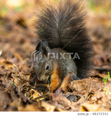 Grey squirrel, Sciurus at Old North Cemetery of Munich, Germany 96372552