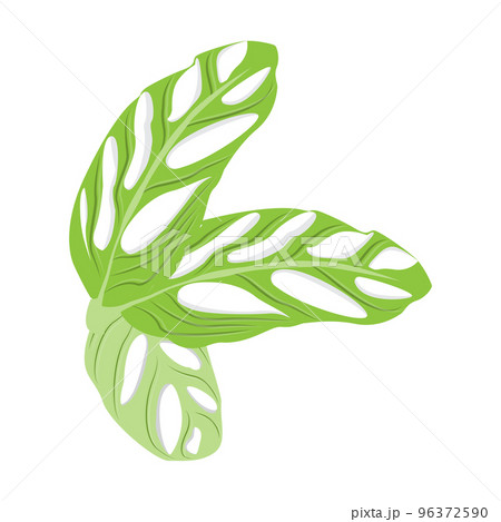 Monstera adansonii Leaf Logo, Green Plant... - Stock Illustration  [96372590] - PIXTA