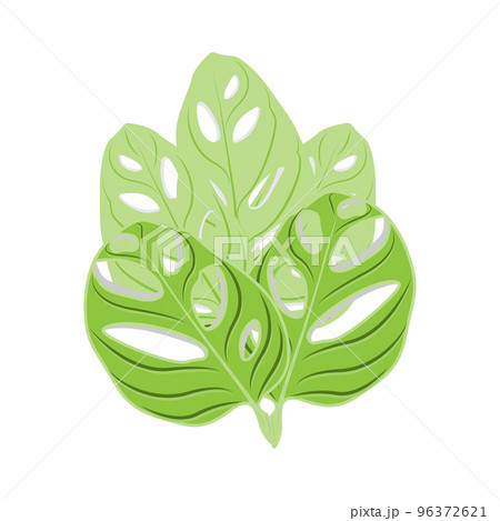 Monstera adansonii Leaf Logo, Green Plant Vector, Tree Vector, Rare Leaf Illustration 96372621