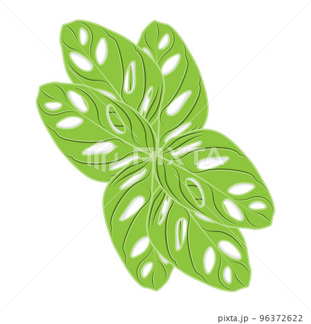 Monstera adansonii Leaf Logo, Green Plant Vector, Tree Vector, Rare Leaf Illustration Monstera adansonii Leaf Logo, Green Plant Vector, Tree Vector, Rare Leaf Illustration 96372622