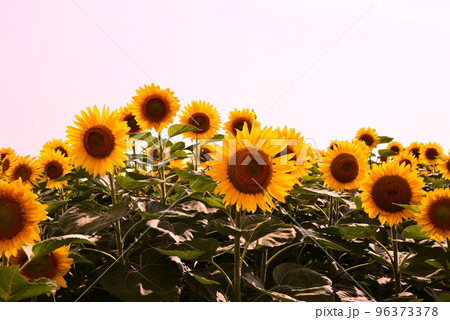 夏の花ひまわり 夏の花ひまわり 96373378