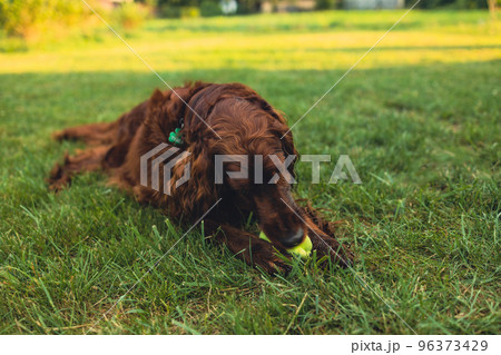 Happy Irish Setter dog playing at the park with toy on a green grass 96373429