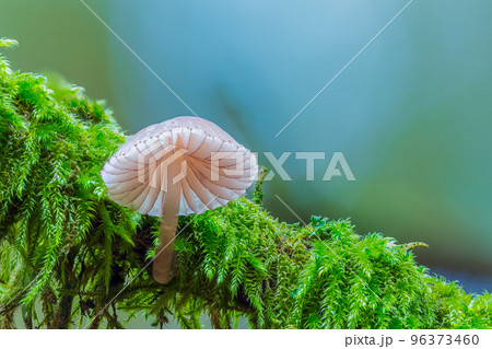 White mushroom in the forest, Genus Mycena mushroom 96373460