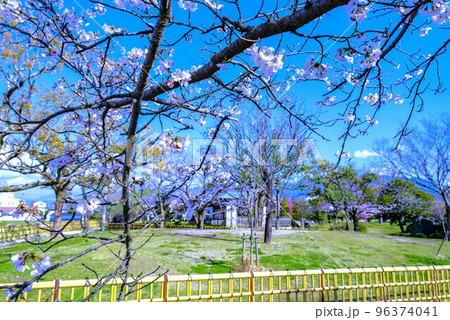 杖ノ淵公園　桜 96374041