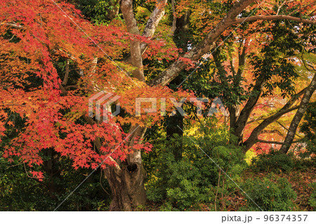 紅葉見頃な吉野神宮 96374357