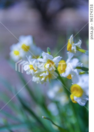 水仙　快晴 96374358