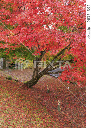 紅葉見頃な吉野神宮 紅葉見頃な吉野神宮 96374392