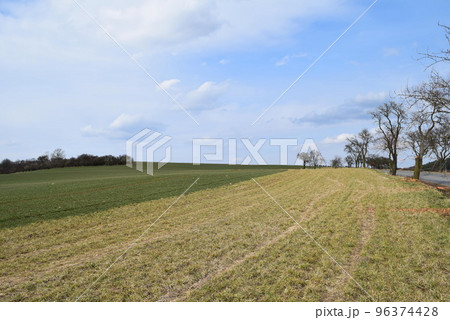 原っぱの脇の並木道 原っぱの脇の並木道 96374428