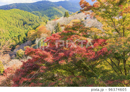 紅葉見頃な世界遺産吉野山 96374605