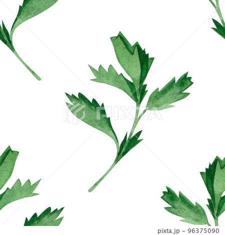 Seamless pattern of both parsley leaves and twigs. All elements are hand-drawn in watercolor on a white background. Suitable for printing on fabric and tableware, design, scrapbooking and creativity Seamless pattern of both parsley leaves and twigs. All elements are hand-drawn in watercolor on a white background. Suitable for printing on fabric and tableware, design, scrapbooking and creativity 96375090