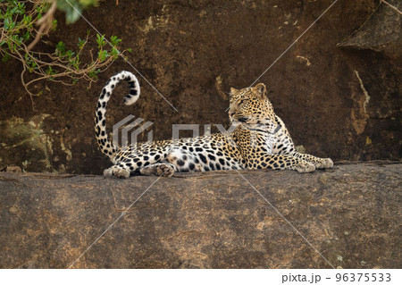 Leopard lies on rocky ledge curling tail Leopard lies on rocky ledge curling tail 96375533