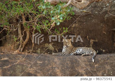 Leopard lying on ledge under tangled branches Leopard lying on ledge under tangled branches 96375541