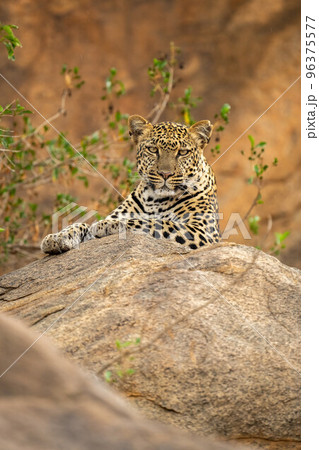 Leopard lying on rock with branches behind 96375577