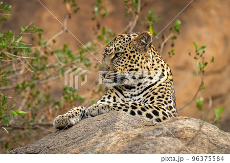 Leopard lies on rock with bush behind Leopard lies on rock with bush behind 96375584