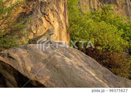 Leopard lies on rocky outcrop looking down Leopard lies on rocky outcrop looking down 96375627
