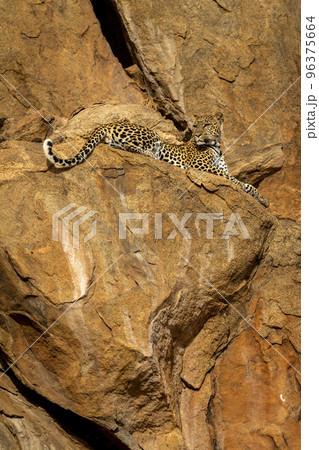 Leopard lies on rock ledge looking back Leopard lies on rock ledge looking back 96375664