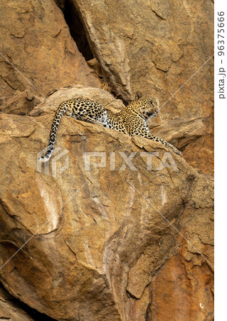 Leopard lies on steep rock looking ahead Leopard lies on steep rock looking ahead 96375666