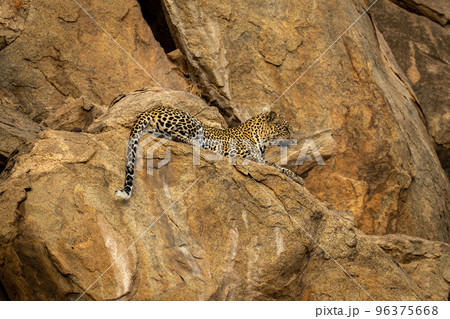 Leopard lies on steep rockface staring down Leopard lies on steep rockface staring down 96375668