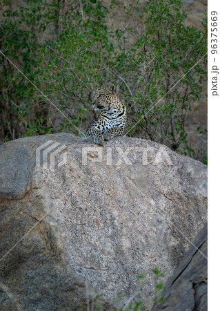 Leopard lies with head turned on boulder Leopard lies with head turned on boulder 96375669