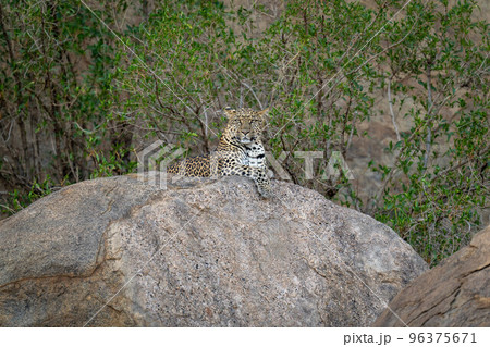 Leopard lies on rock with bushes behind Leopard lies on rock with bushes behind 96375671