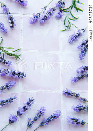Lavender flowers and leaves creative frame on a pink tile background Lavender flowers and leaves creative frame on a pink tile background 96375756