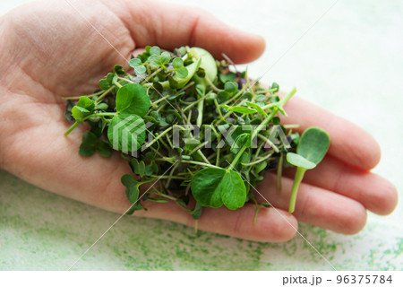 Fresh  sprouts in hand on green wood, top view. 96375784