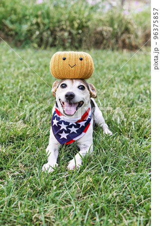 Happy dog on grass with decorative pumpkin on head, open mouth, and looking at camera. Funny moments. Autumn, fall decor. Halloween party Happy dog on grass with decorative pumpkin on head, open mouth, and looking at camera. Funny moments. Autumn, fall decor. Halloween party 96375857