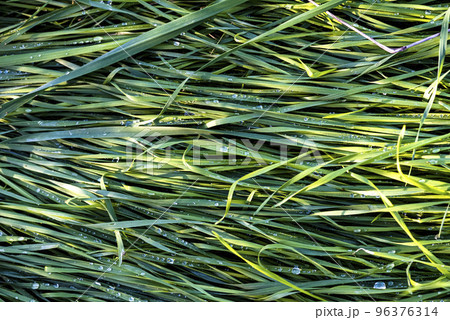 Grass wet with dew in the morning. 96376314