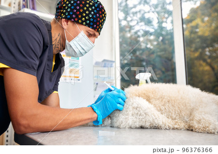 Close-up of male veterinarian giving injection of medication to dog in clinic. Pet vaccination or veterinary treatment concept Close-up of male veterinarian giving injection of medication to dog in clinic. Pet vaccination or veterinary treatment concept 96376366