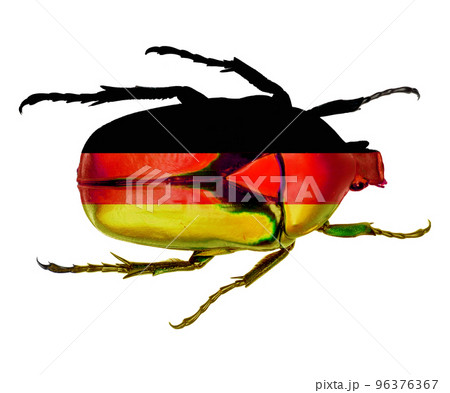 Beetle painted in colors of Germany flag isolated on white close-up, design element for art, print, decor 96376367