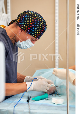 veterinary medical team performing an operation. spaying and neutering surgery of a domestic animal at the veterinary clinic veterinary medical team performing an operation. spaying and neutering surgery of a domestic animal at the veterinary clinic 96376368